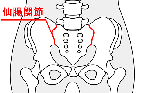 骨盤の関節