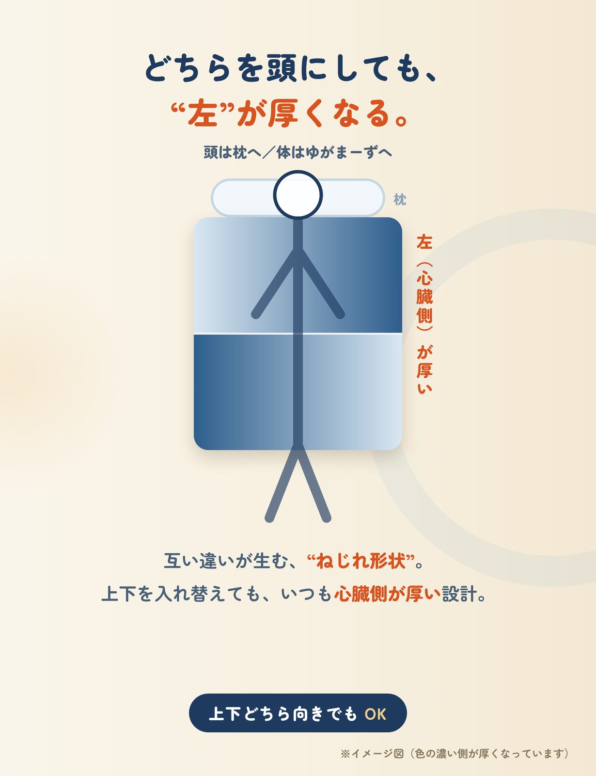 どちらを頭にしても、左（心臓側）が厚くなる構造の説明図